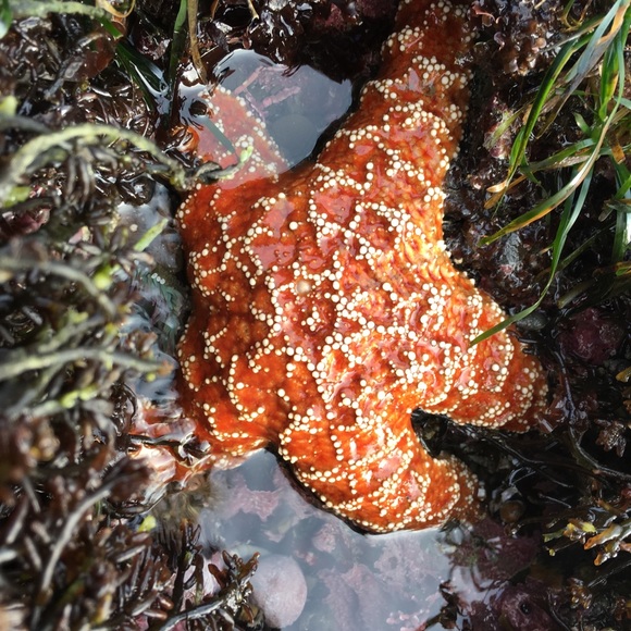 Profile Picture of Melissa Sutherland (@mclsutherland) on Poshmark