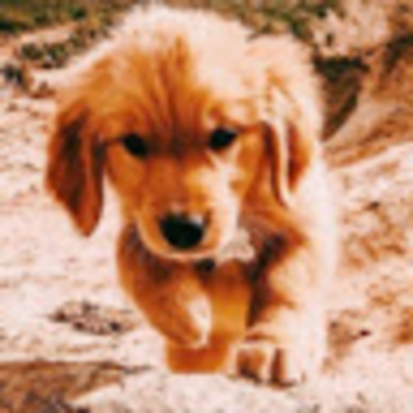 Profile Picture of Charlie Laity (@charlielaity) on Poshmark