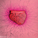 Profile Picture of Cinthia G. Ramos (@cinthia :)) on Flickr