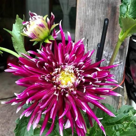 Profile Picture of Shelly Heinzig (@shellyheinzig) on Poshmark