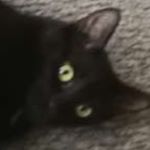 Profile Picture of 😺 Jeffrey 😺 (@jeffrey_kotel) on Instagram