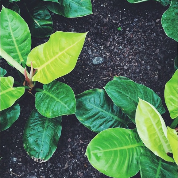 Profile Picture of Somaly Henry (@somalyvar) on Poshmark