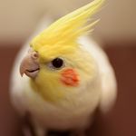 Profile Picture of Gitcho's birds (@lovely_cockatiels) on Instagram