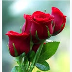 Profile Picture of Avinash Singh (@Avinash-Singh) on Facebook