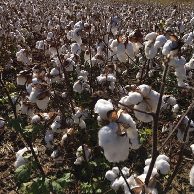 Profile Picture of Jim Nunn (@nunncottoninc) on Twitter