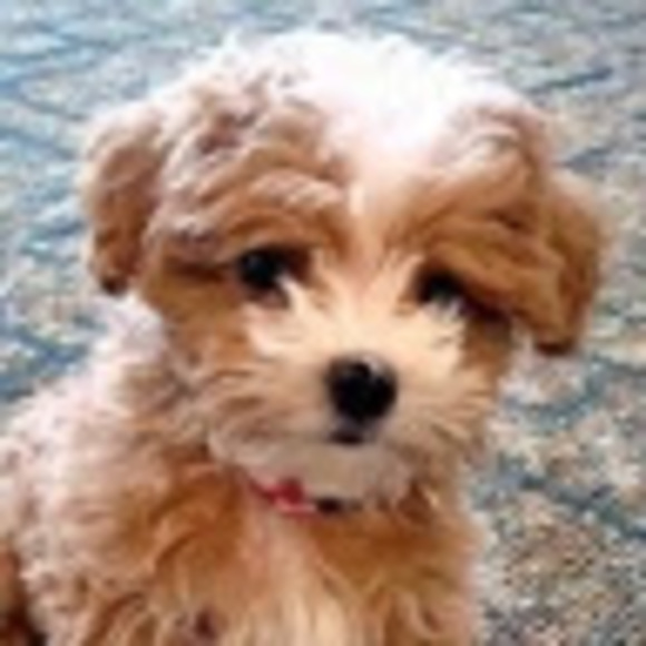 Profile Picture of Ava Chapman (@avachap08) on Poshmark