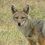 Profile Picture of Spencer Dyer (@flyingjackal1) on Instagram