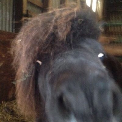 Profile Picture of André Rose (@AndrRose2) on Twitter