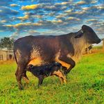 Profile Picture of Fazenda Ricardo e Deusilene 👨‍👩‍👧‍👦🤠🐮🌽🚜 (@fazendabom.jardim) on Instagram