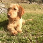 Profile Picture of James (@james_le_chien) on Instagram