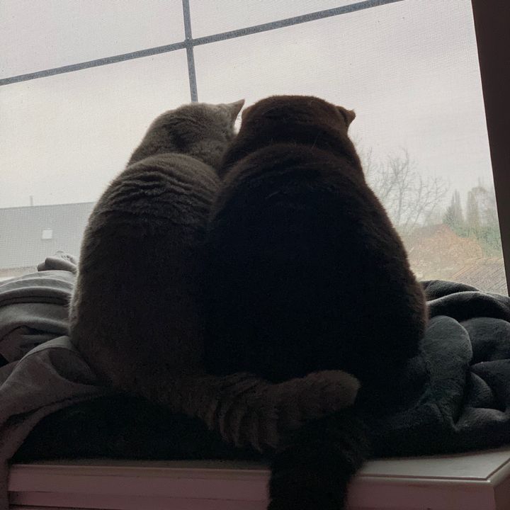 Profile Picture of Steven Claeys (@stevenclaeys3) on Tiktok