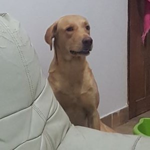 Profile Picture of Joel Lara (@Joellara85) on Twitter