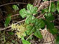 Profile Picture of Vitis bryoniifoliaon Wikipedia