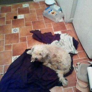 Profile Picture of Tamara Anne Dorman😂😁😀😘 (@tdorm33) on Tiktok