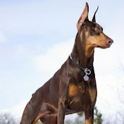 Profile Picture of The Big Dog (@BigDogAJM) on Youtube