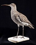 Profile Picture of Slender-billed curlewon Wikipedia