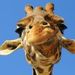 Profile Picture of Andrea Baynes (@abaynes4454) on Pinterest