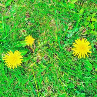 Profile Picture of Dan Duc Vu (@vudan) on Instagram