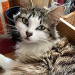 Profile Picture of Misty the Cat (@misty_the_cat_real) on Instagram