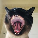 Profile Picture of Franklin (@franklintheoregonsiamese) on Instagram