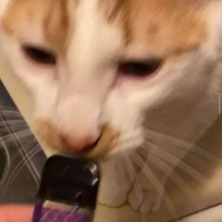 Profile Picture of Max Alfaro (@max.alfaro0) on Tiktok