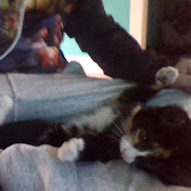 Profile Picture of Daniel Shirley (@danielshirley3398) on Youtube