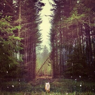 Profile Picture of Stephen Matteson (@321nolesmac420) on Twitter