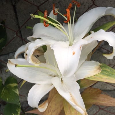 Profile Picture of Yoj Amacato (@AmacatoJoy) on Twitter