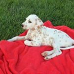 Profile Picture of Anna_Corbin🏐 (@anna_corbin12) on Instagram