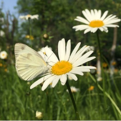 Profile Picture of Mavis Huang (@MavisHuang1987) on Twitter