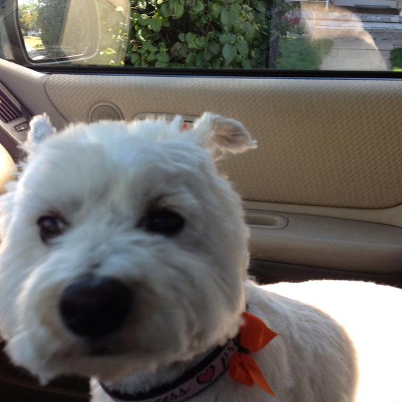 Profile Picture of Bernadette Coltrinari (@bcoltrin) on Poshmark