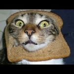 Profile Picture of Nick Jorgensen (@catpope_fitness) on Instagram