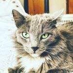 Profile Picture of Yolanda Acosta (@yolanda.acosta.790) on Instagram