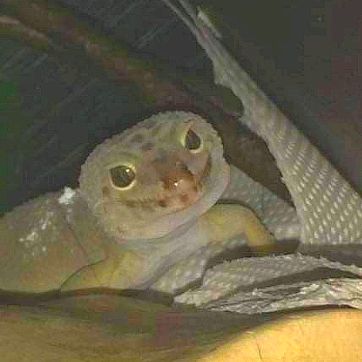 Profile Picture of Glenn (@glennthegecko) on Tiktok