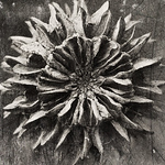 Profile Picture of Interstellar Simian (@interstellar simian) on Flickr