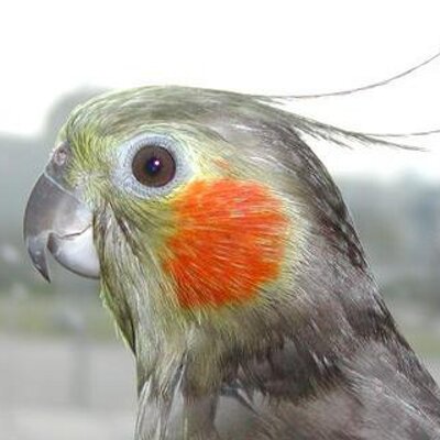 Profile Picture of James Pettey (@malinson1) on Twitter