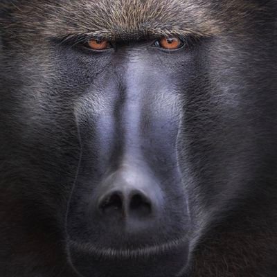 Profile Picture of KING KONG (@Sadeeqkurfi) on Twitter