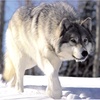 Profile Picture of Cristian Alvarado (@@cristian_wolf7) on Tiktok