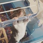 Profile Picture of Steven,Rizzo,Lola,Shelly. (@furry_beasts.x) on Instagram