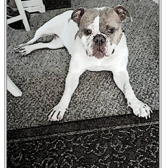 Profile Picture of Susan Owsley (@susanowsley) on Poshmark