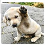 brian lung - Instagram Profile Picture of brian lung (@bryan_liam98) on Instagram