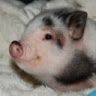 Profile Picture of Andrew Foglesong (@andrewfoglesong) on Pinterest