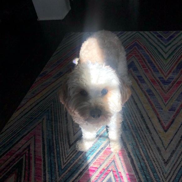 Profile Picture of Jenna Denicolo (@jennadenicol48) on Poshmark