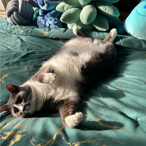 Profile Picture of Nida Hussain (@nidahussain123) on Poshmark