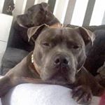 Profile Picture of Alex Widdowson (@alexicebaby) on Instagram