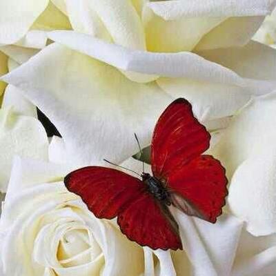 Profile Picture of Reem Mohammad (@reemmohammad129) on Twitter