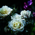 Profile Picture of Emily☂ (@emily☂) on Flickr