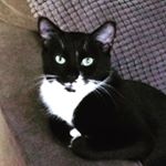 Profile Picture of Pamela Dolson (@valeriathecat) on Instagram