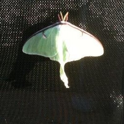 Profile Picture of Mary-Jo Howland (@LetterLugger) on Twitter