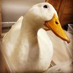 Profile Picture of Onaharley27 (@camp_canupp) on Instagram